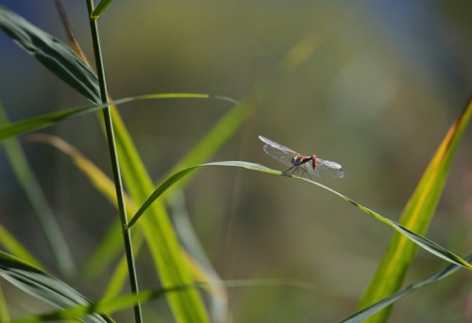 Libellula